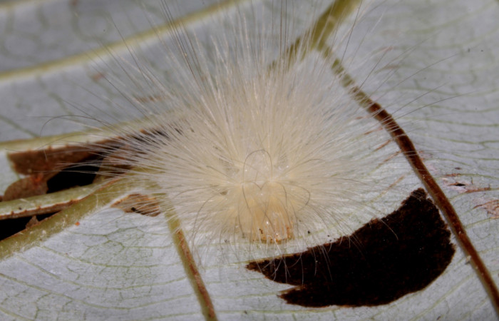 Fig 2. Larva <i>Correbia undulata</i></i> mostrando cara penúltimo estadio
Voucher 14-SRNP-31641DHJ721397. Sendero Pasmompa Sector Pitilla.