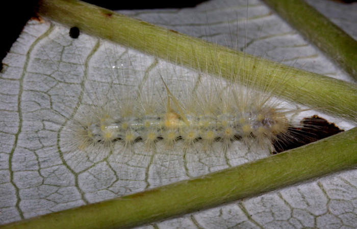 Fig 3. Larva <i>Correbia undulata</i></i> lateral entero, último estadio se localiza en  Sendero Pasmompa Sector Pitilla. Voucher 14-SRNP-31641DHJ721400.