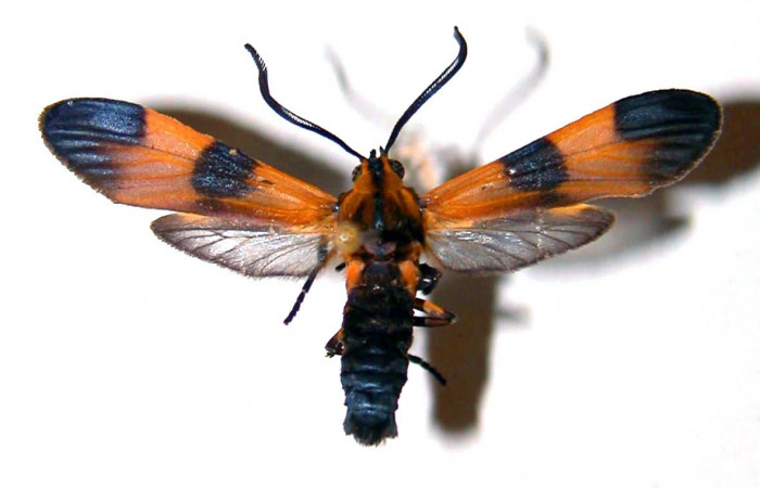 Fig 8. Adulto <i>Correbia undulata</i></i> (Erebidae), vista dorsal,alcanza medir 32mm. Voucher 99-SRNP-16168-DHJ38400.jpg