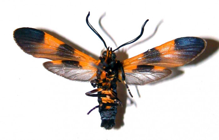 Fig 9. Adulto <i>Correbia undulata</i></i> (Erebidae),
vista ventral, mide 32mm.Voucher 99-SRNP-16168-DHJ38401.jpg