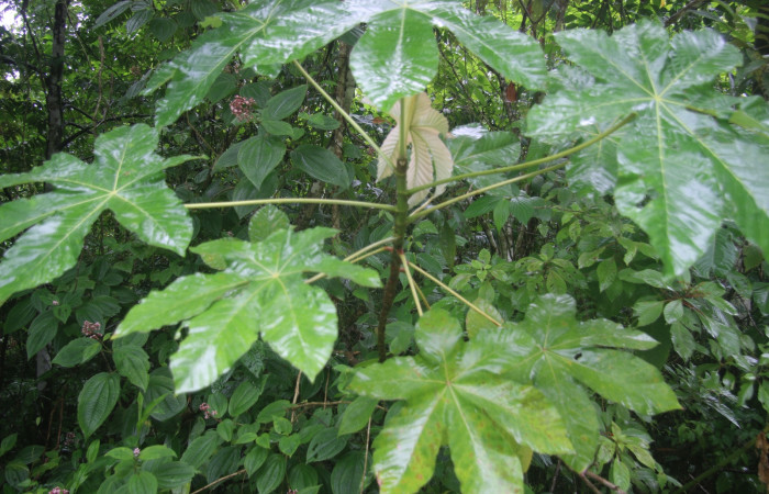 Fig 4. <i>Cecropia insignis</i></i>. Planta hospedera de larva. <i>Correbia undulata</i></i> (Erebidae) localidad Estación Llanura, foto tomada 08/10/ 2019 Cirilo Umaña  Dominguez.