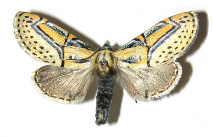 Figura 12. Adulto de <i>Diphthera festiva</i></i> (Nolidae), macho vista dorsal, localidad Finca Jenny Sector Santa Rosa ACG (205m). Voucher: 04-SRNP-12367-DHJ313836.jpg.