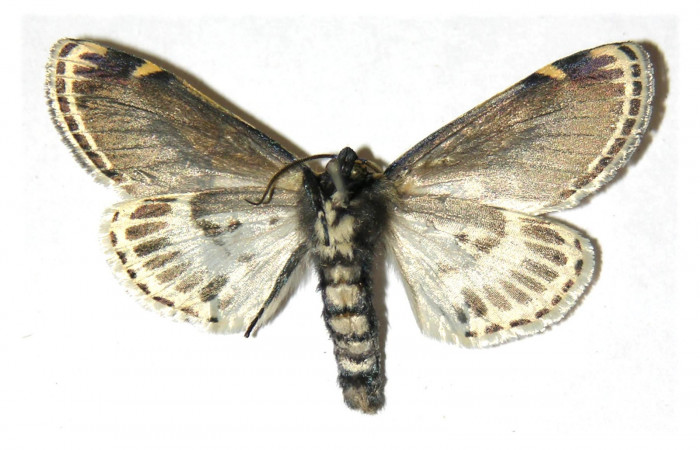 Figura 13. Adulto de <i>Diphthera festiva</i></i> (Nolidae), macho vista ventral, localidad Finca Jenny Sector Santa Rosa ACG (205m). Voucher: 04-SRNP-12367-DHJ313837.jpg.