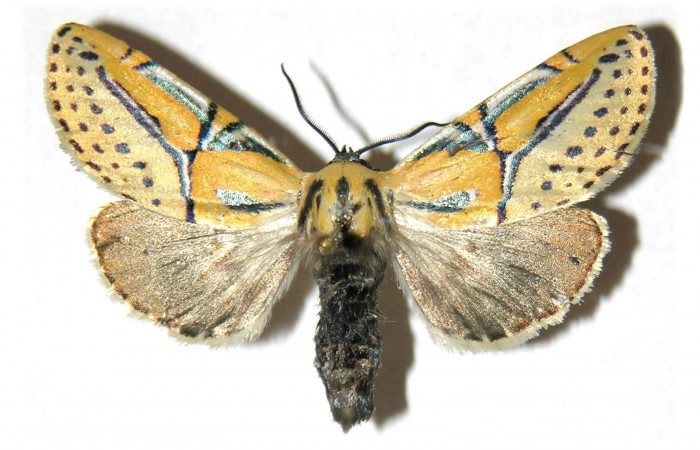 Figura 1. Adulto de <i>Diphthera festiva</i></i> (Nolidae), vista dorsal, localidad Sendero Mora, Sector Mundo Nuevo ACG (480m). Voucher: 05-SRNP-56051-DHJ313846.jpg.