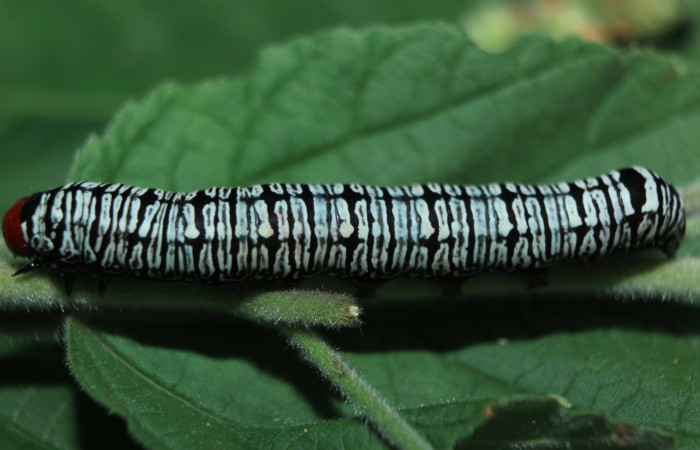 Figura 9. Larva <i>Diphthera festiva</i></i> (Nolidae), último estadío (U) vista dorsal, localidad Quebradona Estación Quica Sector Pitilla ACG (475m). Voucher: 15-SRNP-72492-DHJ732252.jpg.
