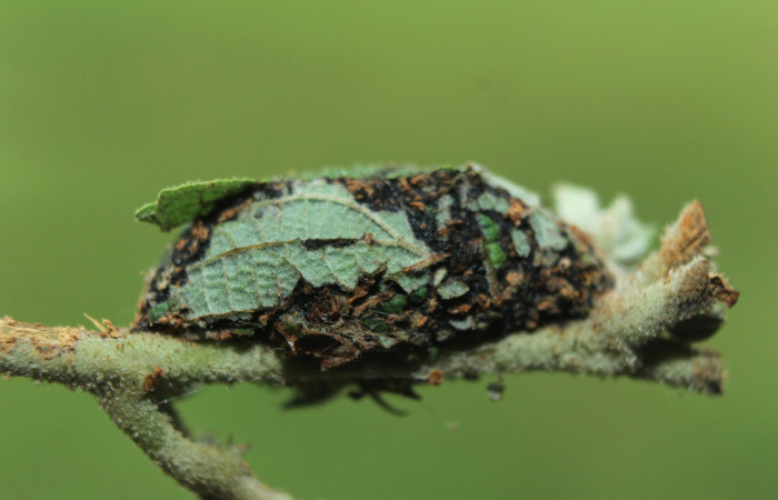 Figura 10. Capullo de <i>Diphthera festiva</i></i> (Nolidae) vista dorsal, localidad Quebradona Estación Quica Sector Pitilla ACG (475m). Voucher: 15-SRNP-72492-DHJ732255.jpg.