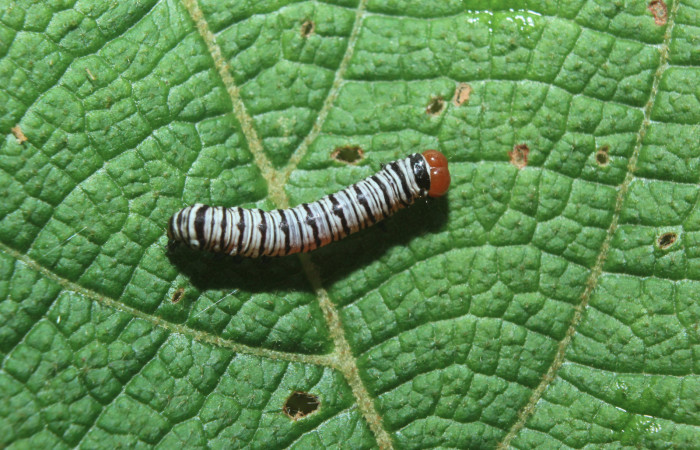 Figura 6. Larva <i>Diphthera festiva</i></i> (Nolidae), tercer estadío (PPU) vista dorsal, localidad Medrano Estación Quica Sector Pitilla ACG (380m). Voucher: 16-SRNP-71122-DHJ733188.jpg.