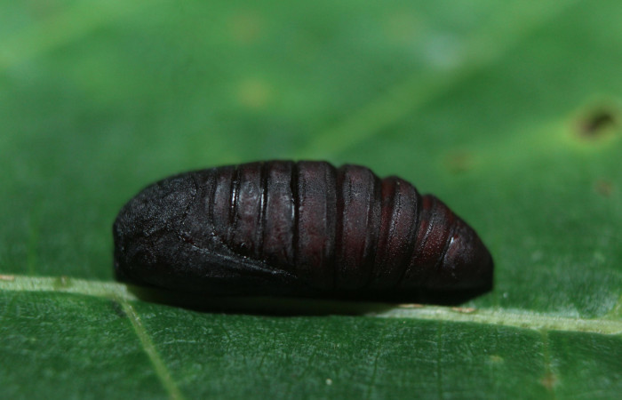 Figura 11. Pupa de <i>Diphthera festiva</i></i> (Nolidae) vista dorsal, localidad Medrano Estación Quica Sector Pitilla ACG (380m). Voucher: 16-SRNP-71309-DHJ733293.jpg.