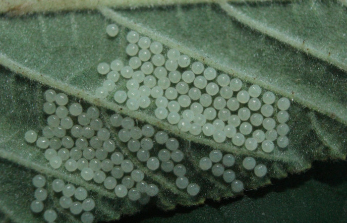 Figura 2. Huevos de <i>Diphthera festiva</i></i> (Nolidae), vista dorsal, localidad Medrano Estación Quica Sector Pitilla ACG (380m). Voucher: 16-SRNP-71882-DHJ733491.jpg.