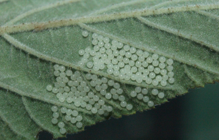 Figura 3. Huevos de <i>Diphthera festiva</i></i> (Nolidae), vista dorsal, localidad Medrano Estación Quica Sector Pitilla ACG (380m). Voucher: 16-SRNP-71882-DHJ733492.jpg.