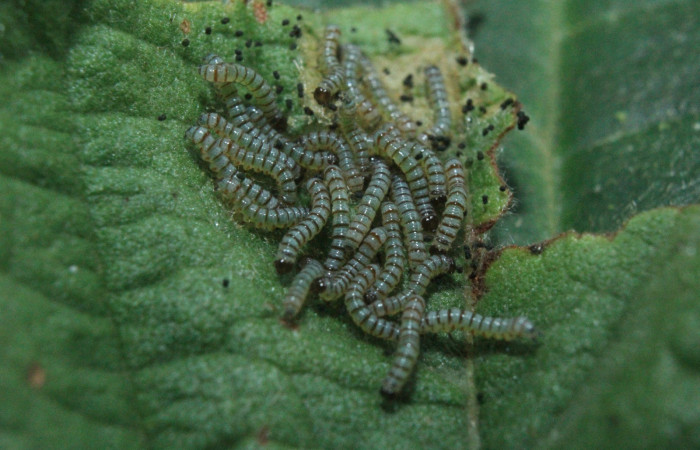Figura 4. Larvitas <i>Diphthera festiva</i></i> (Nolidae), primer estadío (I) vista dorsal, localidad Medrano Estación Quica Sector Pitilla ACG (380m). Voucher: 16-SRNP-71882-DHJ733495.jpg.