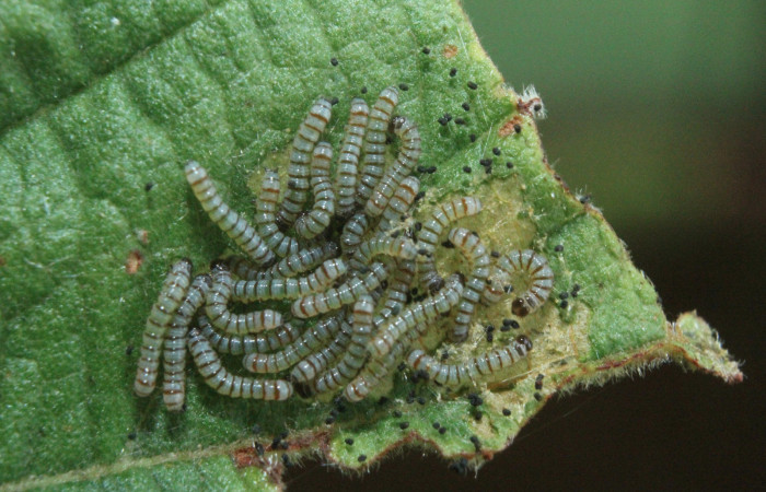 Figura 5. Larvitas <i>Diphthera festiva</i></i> (Nolidae), primer estadío (I) vista dorsal, localidad Medrano Estación Quica Sector Pitilla ACG (380m). Voucher: 16-SRNP-71882-DHJ733497.jpg.