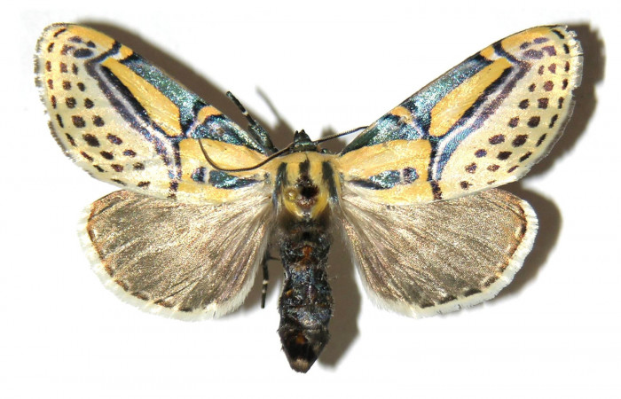 Figura 14. Adulto de <i>Diphthera festiva</i></i> (Nolidae), hembra vista dorsal, localidad Estación Maritza Sector Orosí ACG (570m). Voucher: 96-SRNP-1222-DHJ313838.jpg.