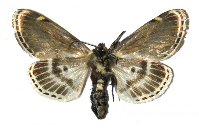 Figura 15. Adulto de <i>Diphthera festiva</i></i> (Nolidae), hembra vista ventral, localidad Estación Maritza Sector Orosí ACG (570m). Voucher: 96-SRNP-1222-DHJ313839.jpg.