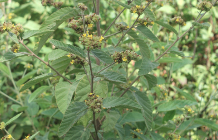 Figura 16. Planta hospedera de <i>Diphthera festiva</i></i> (Nolidae), planta llamada <i>Waltheria indica</i></i> (Malvaceae), localidad Medrano Estación Quica ACG (380m). Foto: Ricardo Calero, 17 Noviembre 2016.