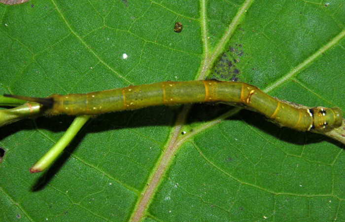 Figura 5. Larva <i>Anticla antica</i></i> (Bombycidae), último estadío (U) vista dorsal, localidad Sendero Naciente Sector Pitilla ACG (700m). Voucher: 05-SRNP-31655-DHJ404220.jpg.