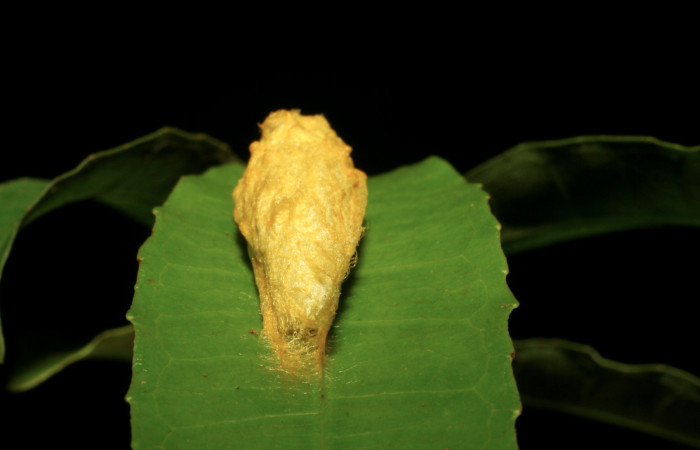 Figura 7. Capullo de <i>Anticla antica</i></i> (Bombycidae), vista dorsal, localidad Sendero Laguna Sector Pitilla ACG (680m). Voucher: 06-SRNP-34845-DHJ416597.jpg.