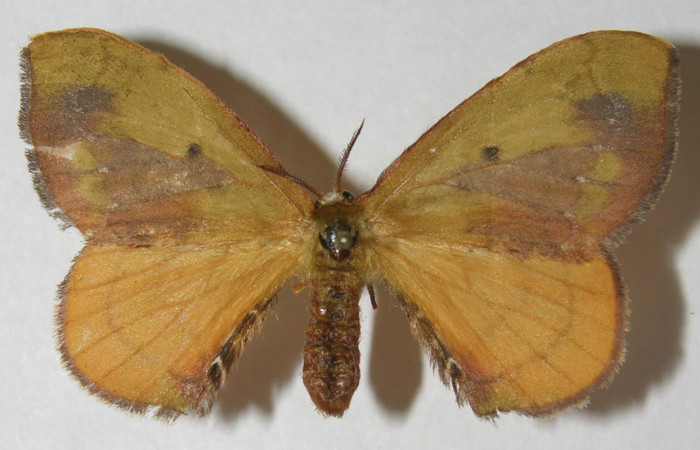 Figura 8. Adulto de <i>Anticla antica</i></i> (Bombycidae), hembra vista dorsal, localidad Sendero Cuestona Sector Pitilla ACG (640m). Voucher: 11-SRNP-32110-DHJ553700.jpg.