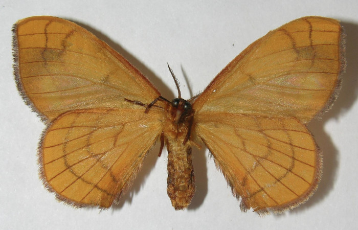 Figura 9. Adulto de <i>Anticla antica</i></i> (Bombycidae), hembra vista ventral, localidad Sendero Cuestona Sector Pitilla ACG (640m). Voucher: 11-SRNP-32110-DHJ553701.jpg.