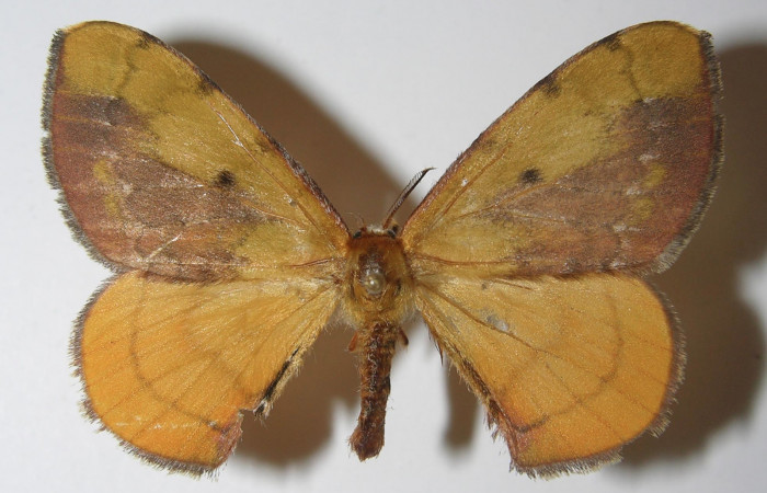 Figura 1. Adulto <i>Anticla antica</i></i> (Bombycidae), vista dorsal, localidad Sendero Manguera Estación Quica Sector Pitilla ACG (470m). Voucher: 11-SRNP-71219-DHJ558142.jpg.