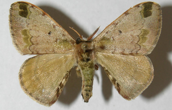 Figura 10. Adulto de <i>Anticla antica</i></i> (Bombycidae), macho vista dorsal, localidad Sendero Evangelista Sector Pitilla ACG (660m). Voucher: 12-SRNP-31004-DHJ565168.jpg.