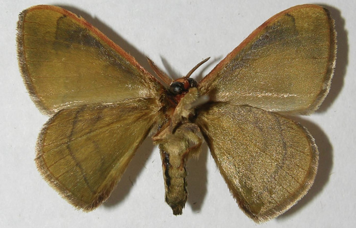 Figura 11. Adulto de <i>Anticla antica</i></i> (Bombycidae), macho vista ventral, localidad Sendero Evangelista Sector Pitilla ACG (660m). Voucher: 12-SRNP-31004-DHJ565169.jpg.