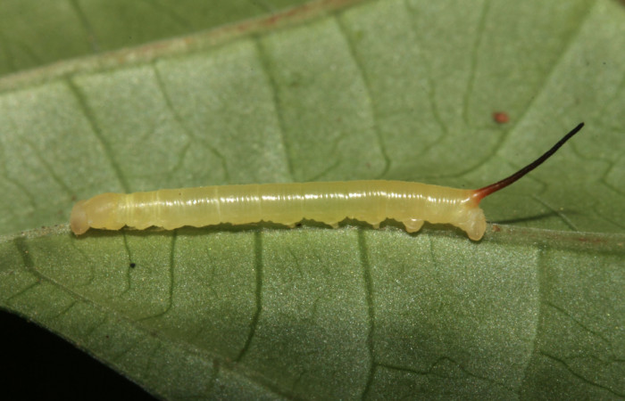 Figura 2. Larva <i>Anticla antica</i></i> (Bombycidae), segundo estadío (II) vista lateral, localidad Sendero Naciente Sector Pitilla ACG (700m). Voucher: 13-SRNP-31601-DHJ701882.jpg.