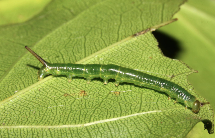Figura 3. Larva <i>Anticla antica</i></i> (Bombycidae), tercer estadío (PPU) mostrando vista lateral, localidad Sendero Naciente Sector Pitilla ACG (700m). Voucher: 13-SRNP-31601-DHJ720055.jpg.