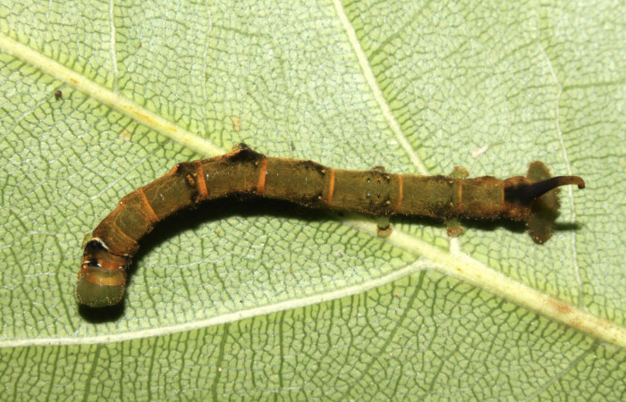 Figura 4. Larva <i>Anticla antica</i></i> (Bombycidae), penúltimo estadío (PU) vista dorsal, localidad Sendero Naciente Sector Pitilla ACG (700m). Voucher: 13-SRNP-31601-DHJ720063.jpg.