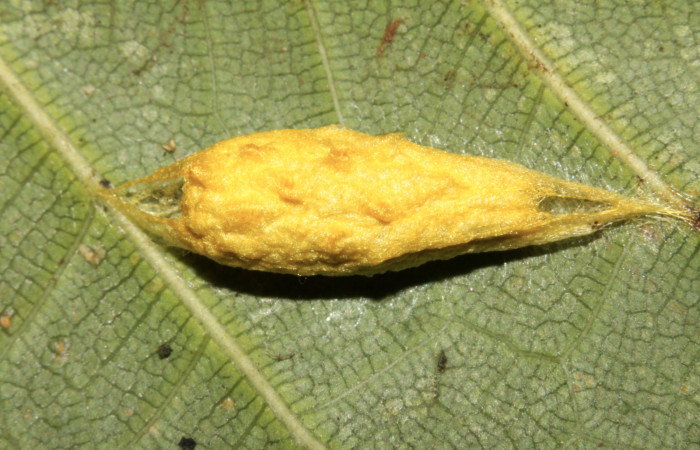 Figura 6. Capullo de <i>Anticla antica</i></i> (Bombycidae), vista dorsal, localidad Sendero Naciente Sector Pitilla ACG (700m). Voucher: 13-SRNP-31659-DHJ720197.jpg.