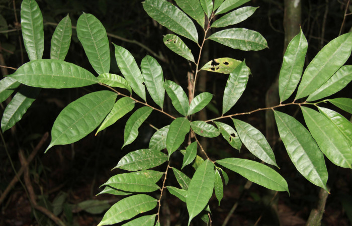 Figura 12. Planta hospedera de <i>Anticla antica</i></i> (Bombycidae), esta planta se llama <i>Maquira costaricana</i></i> (Moraceae), localidad Medrano Estación Quica Sector Pitilla ACG (380m).