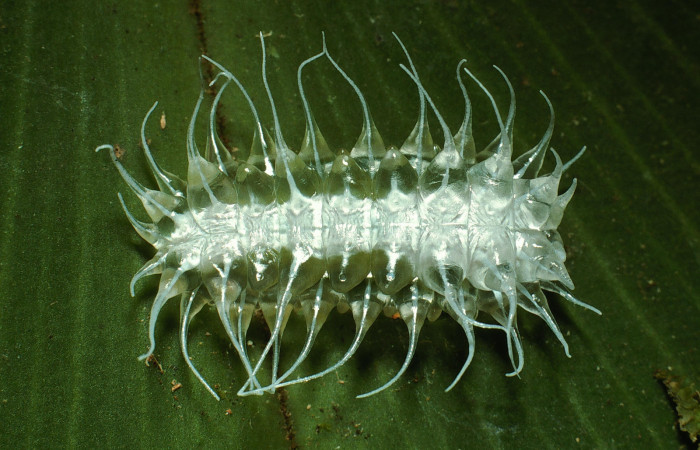 Figura 3. Larva <i>Minacraga plata</i></i> (Dalceridae), último estadío (U) vista dorsal, localidad Sendero Soterrey Sector San Cristóbal ACG (495m). Voucher: 03-SRNP-5367-DHJ73712.jpg.