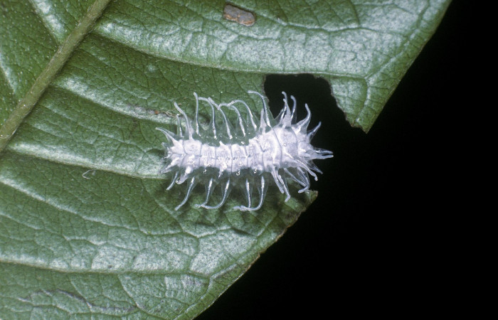 Figura 2. Larva <i>Minacraga plata</i></i> (Dalceridae), penúltimo estadío (PU) vista dorsal, localidad Puente Palma Sector San Cristóbal ACG (460m). Voucher: 04-SRNP-3749-DHJ86102.jpg.