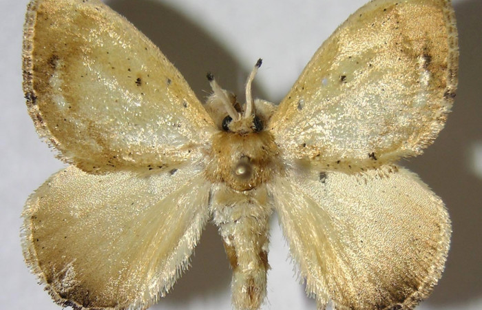 Figura 8. Adulto de <i>Minacraga plata</i></i> (Dalceridae), macho vista dorsal, localidad Quebrada Trigal Sector Del Oro ACG (290m). Voucher: 06-SRNP-22714-DHJ359860.jpg.