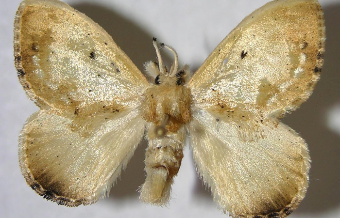 Figura 1. Adulto de <i>Minacraga plata</i></i> (Dalceridae), vista dorsal, localidad Quebrada Trigal Sector Del Oro ACG (290m). Voucher: 06-SRNP-22717-DHJ359854.jpg.