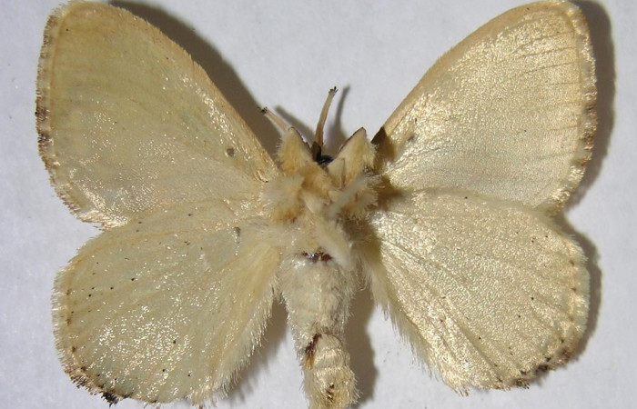 Figura 11. Adulto de <i>Minacraga plata</i></i> (Dalceridae), hembra vista ventral, localidad Quebrada Trigal Sector Del Oro ACG (290m). Voucher: 06-SRNP-22731-DHJ359851.jpg.