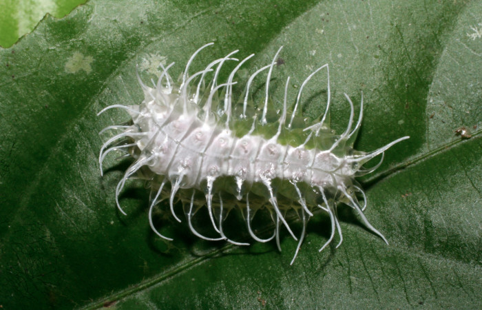 Figura 4. Larva <i>Minacraga plata</i></i> (Dalceridae), último estadío (U) vista dorsal, localidad Estación Biológica Quica Sector Pitilla ACG (470m). Voucher: 09-SRNP-31261-DHJ458449.jpg.