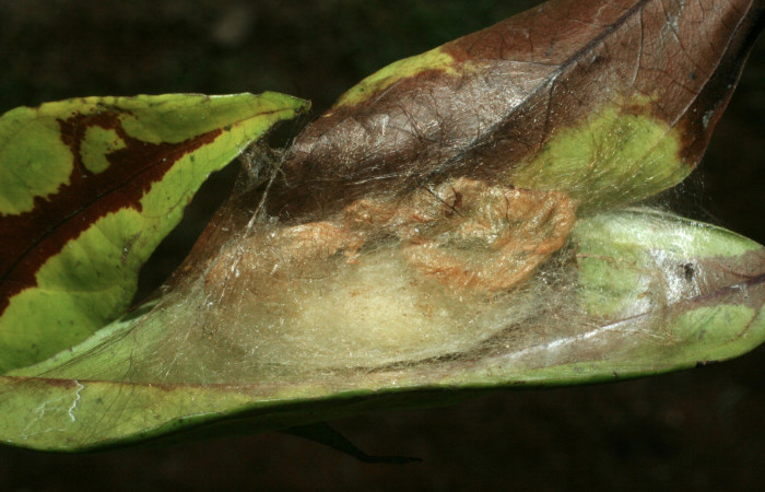 Figura 5. Prepupa de <i>Minacraga plata</i></i> (Dalceridae), vista dorsal, localidad Estación Biológica Quica Sector Pitilla ACG (470m). Voucher: 09-SRNP-31263-DHJ455015.jpg.