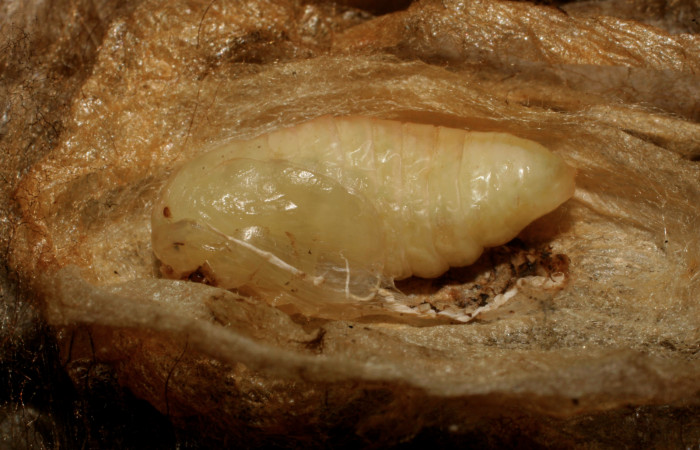 Figura 6. Pupa de <i>Minacraga plata</i></i> (Dalceridae), vista dorsal, localidad Flecha Sector Rincón Rain Forest ACG (491m). Voucher: 10-SRNP-69426-DHJ473824.jpg.