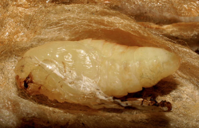 Figura 7. Pupa de <i>Minacraga plata</i></i> (Dalceridae), vista dorsal, localidad Flecha Sector Rincón Rain Forest ACG (491m). Voucher: 10-SRNP-69426-DHJ473828.jpg.