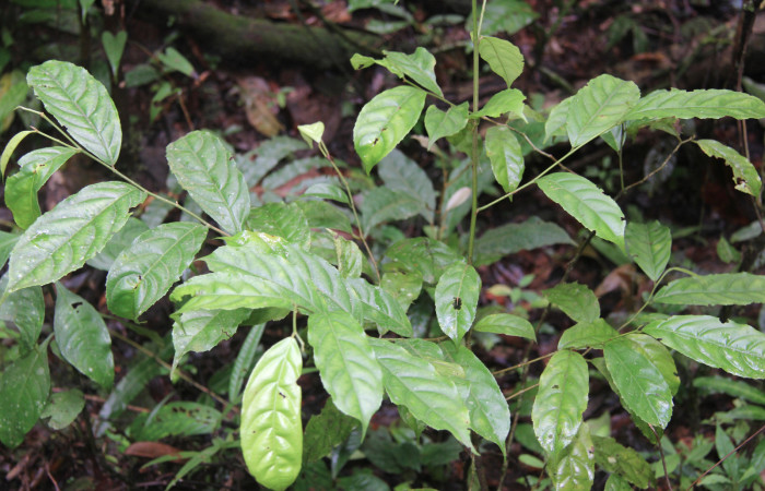 Figura 12. Planta hospedera de larva <i>Minacraga plata</i></i> (Dalceridae), esta planta se llama <i>Lacistema aggregatum</i></i> (Lacistemaceae), localidad Leonel Estación Biológica Quica Sector Pitilla ACG (510m).