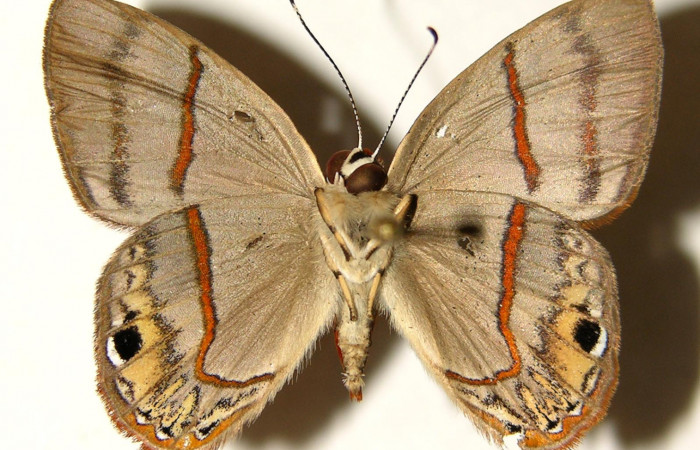 Figura 20. Adulto de <i>Euselasia mystica</i></i> (Riodinidae), hembra vista ventral, localidad Quebrada Raíz Sector Del Oro ACG (280m). Voucher: 02-SRNP-27495-DHJ91965.jpg.