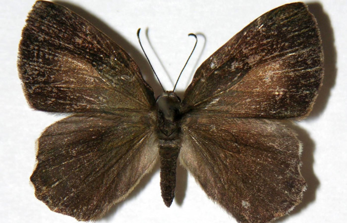 Figura 11. Adulto de <i>Euselasia amphidecta</i></i> (Riodinidae), hembra vista dorsal, localidad Puente Palma Sector San Cristóbal ACG (460m). Voucher: 03-SRNP-9950-DHJ321008.jpg.