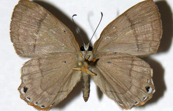 Figura 12. Adulto de <i>Euselasia amphidecta</i></i> (Riodinidae), hembra vista ventral, localidad Puente Palma Sector San Cristóbal ACG (460m). Voucher: 03-SRNP-9950-DHJ321009.jpg.