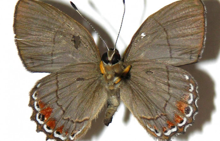 Figura 30. Adulto de <i>Euselasia pellonia</i></i> (Riodinidae), macho vista ventral, localidad Sendero Huerta Sector San Cristóbal ACG (527m). Voucher: 04-SRNP-2587-DHJ307427.jpg.