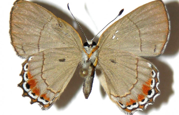 Figura 32. Adulto de <i>Euselasia pellonia</i></i> (Riodinidae), hembra vista ventral, localidad Sendero Huerta Sector San Cristóbal ACG (527m). Voucher: 04-SRNP-2592-DHJ307419.jpg.