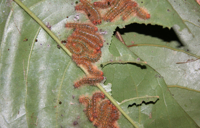 Figura 27. Larvas <i>Euselasia pellonia</i></i> (Riodinidae), vista dorsal, localidad Sendero Huerta Sector San Cristóbal ACG (527m). Voucher: 04-SRNP-2598-DHJ444610.jpg.