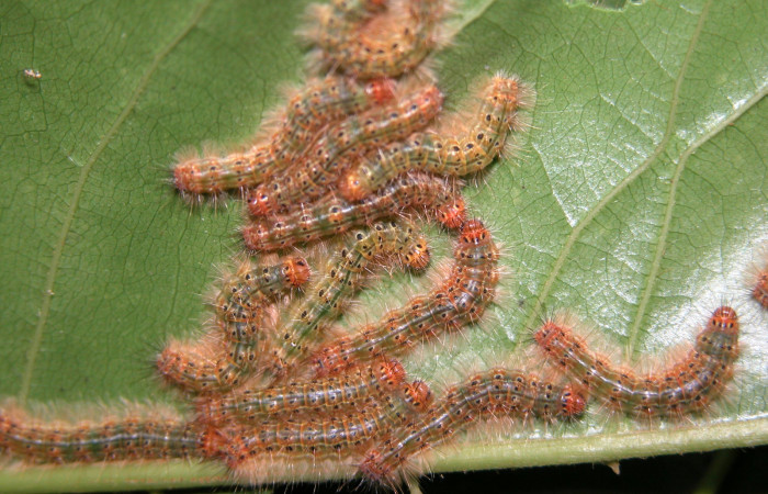 Figura 28. Larvas <i>Euselasia pellonia</i></i> (Riodinidae), vista dorsal, localidad Sendero Huerta Sector San Cristóbal ACG (527m). Voucher: 04-SRNP-2598-DHJ444611.jpg.