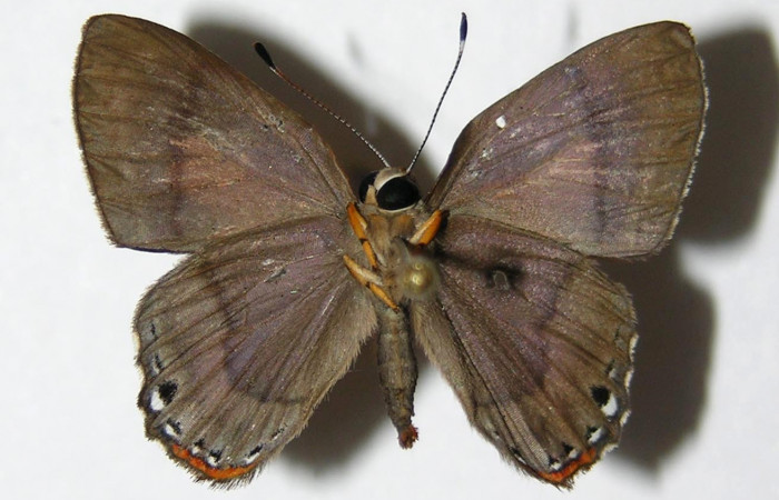 Figura 14. Adulto de <i>Euselasia amphidecta</i></i> (Riodinidae), macho vista ventral, localidad Puente Palma Sector San Cristóbal ACG (460m). Voucher: 05-SRNP-4985-DHJ331517.jpg.