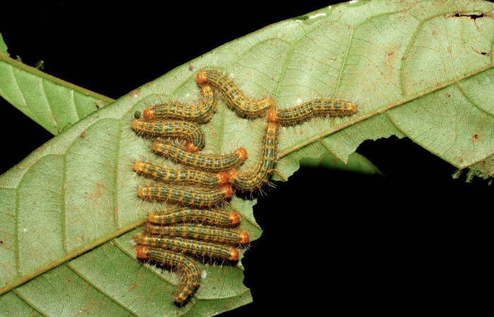 Figura 21. Larvas <i>Euselasia hygenius</i></i> (Riodinidae), vista dorsal, localidad Sendero Naciente Sector Pitilla ACG (700m). Voucher: 06-SRNP-32091-DHJ413206.jpg.